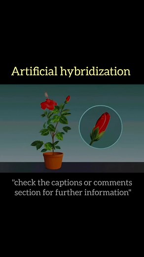 Understanding Artificial Hybridization in Flowers