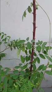 first flower on butterfly pea plant
