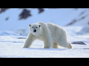 Sea Ice Dangers and a Polar Bear Family Encounter (4K Documentary)