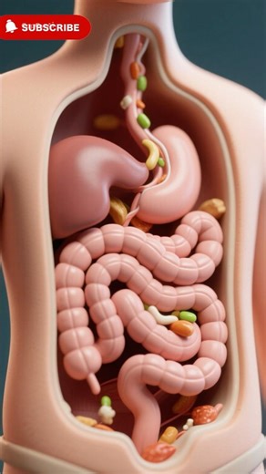 How Your Body Turns Food Into Poop (The Digestion Process Explained)#foryou #didyouknow #facts #view