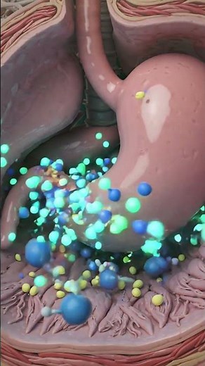 What Happens Inside Your Body When You Drink Milk? 🥛 | 3D Medical Animation #bodyfacts