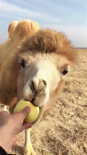 Eat Pears 🍐 #fyp #foryou #camels