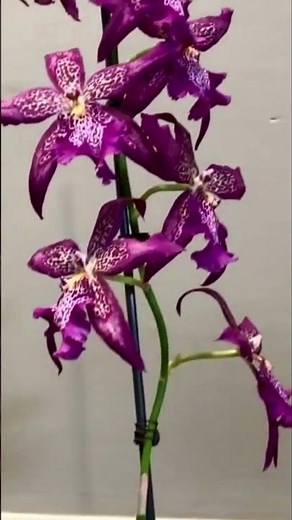 Different types of Orchids