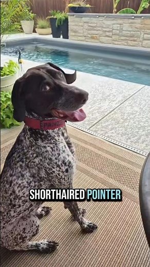 the German Shorthaired Pointer GSP Panzer... 🤔😌🐶 #shorts #ytshorts #viral #trending