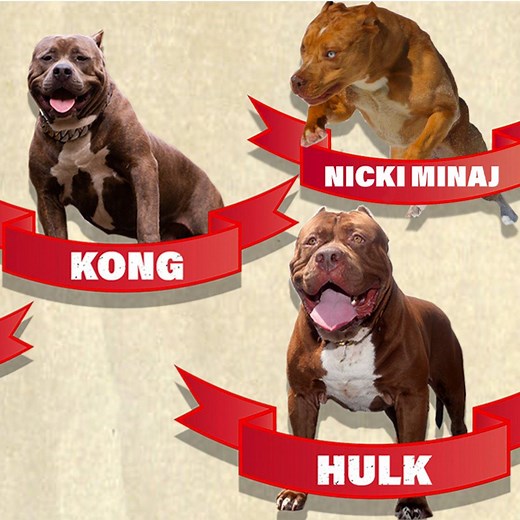 Hulk's family tree - meet all the dogs of DDK9's | Dog Dynasty