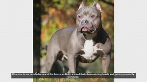 American Bully: Comprehensive Breed Review
