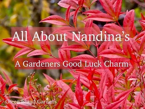All About Nandina's - A Gardeners Good Luck Charm