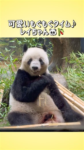 【可愛いもぐもぐ♪レイちゃん🐼🎋】〜2025/8/23(土)上野動物園〜