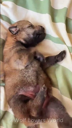 Look How Much These Wolf Pups Have Grown! 🐺❤️ #WolfPups #BabyWolves #Wolf #GreyWolf #Shorts