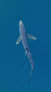A beautiful blue shark swimming just off the Orange County Coast! There are several sharks that live just off the coast here and they all play a beneficial role in the ecosystem. Blue sharks typically prey on fish and squid but some larger adults may prey on seals and sea lions. Filmed while aboard @newportcoastaladventure #ocoutdoors #shark #blueshark #nature #wildlife #ocean #pacificocean #drone #newportbeach #lagunabeach #california | Orange County Outdoors