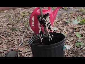 Potting Up an Air-Layer - Grow Everthing - Episode. 4
