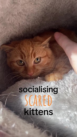 Socializing and Calming Scared Kittens: Tips and Techniques