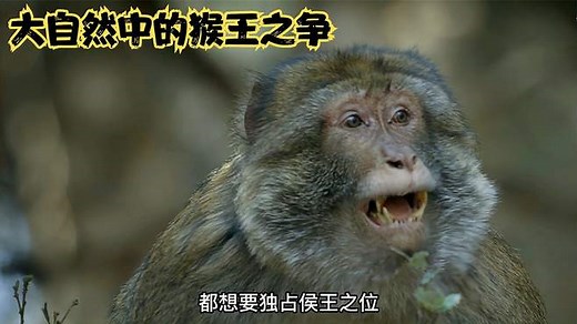 动物世界：纪录片，大自然猴子们的猴王之争