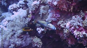 Colorful triggerfish and butterflyfish swimming on the tropical reef. Aquatic wildlife, tropical fish in the sea. Underwater video from scuba diving, marine life in the deep ocean. Exotic travel. Stock Video
