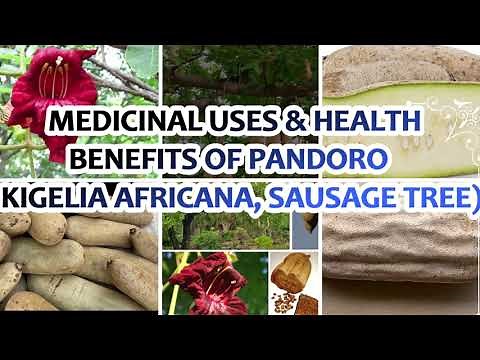 Medicinal Uses and Health Benefits of Pandoro (Kigelia Africana, Sausage Tree)