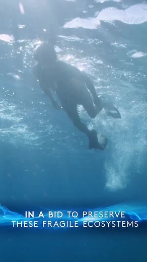 Explore NEOM's Coral Reefs with Dr. Sam Purkins