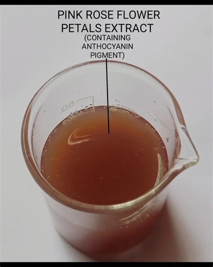 PREPARATION OF PINK ROSE FLOWER PETALS EXTRACT (A NATURAL pH INDICATOR)