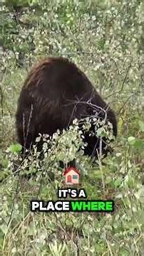 This is 1992 Canadian Quarter Featuring Yukon