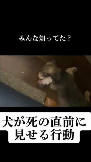 犬が死ぬ前の兆候と行動: 知っておくべきこと