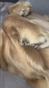 The artist. The tool. The masterpiece. 🎨🐾🪴