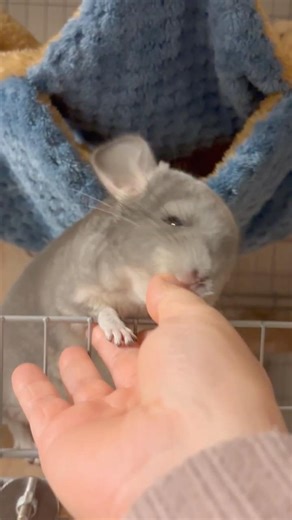 ２ヶ月子チンチラの初毛繕いと思いきや #チンチラ #放し飼い #chinchilla #shorts