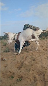 Funniest Donkey Ever! 😂 Training Turns Into a Hilarious Moment