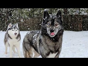 Weird Weather and Giant Snowflakes with the Snow Dogs!
