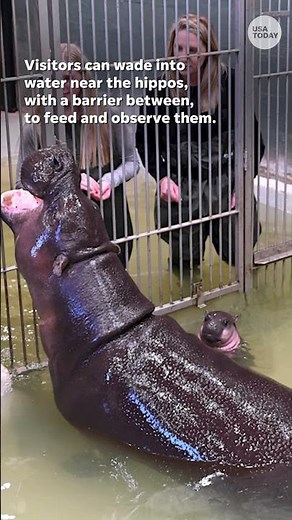 Meet the Endangered, famous, fabulous: Poppy the pygmy hippo #Shorts