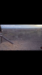 Bobcat on rabbit #bobcat | Klingenberg Farms Studios