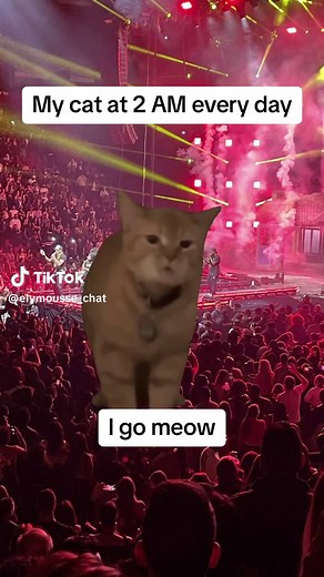 Cat Meow Meme Compilation | Funny Cat Videos