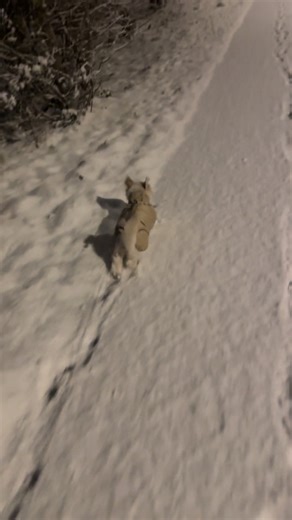 Don’t stop me now🐶☃️#fyp #fypシ゚viral #dogtok #snow #dogs