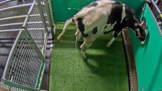 Nach 15 Tagen "stallrein" - Kühe "gehen aufs Klo" und schonen so die Umwelt
