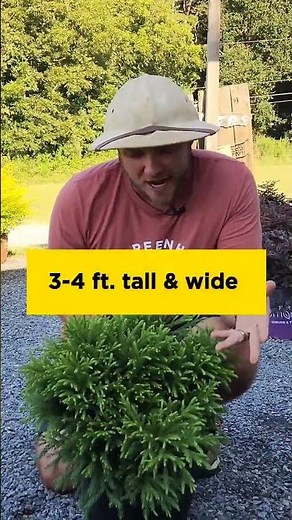 Introducing a low maintenance shrub called Cryptomeria Globosa Nana! #garden #landscaping