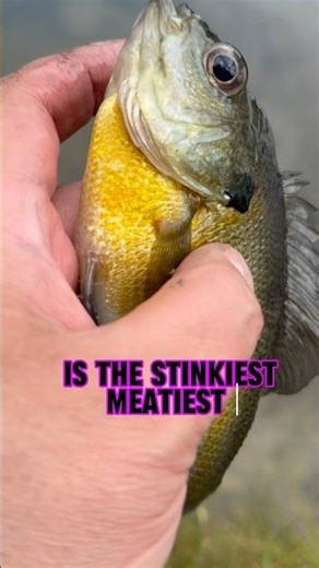 Let Your STINK Do The WORK For Catfish! 🎣😷 #shorts #fishing #catfish
