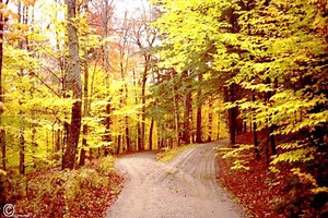 Robert Frost's "The Road Not Taken": The Meaning You Never Knew Until Now