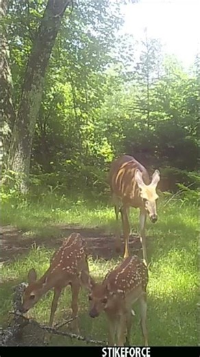 Trail Cam Videos | Northwoods #trailcam #wildlife #deer #bear
