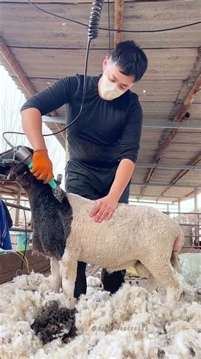 Efficient Rice Transplanter Machine Navigates Through Flooded Agricultural Paddy Fields
