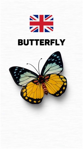 Enjoy the differences of the languages English, Italian, French, Spanish and the most beautiful and softest language in the world... German #polyglot #languagetok #comedyvideos #languagelearning #germanmeme #germanymeme #germanlanguage | German.basics