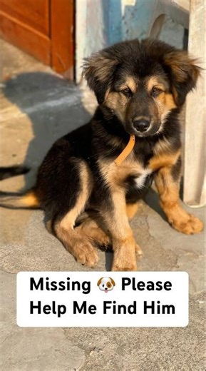 25 Din Se Mera Dog Missing Hai… Please Help Me Find Him 🐶💔