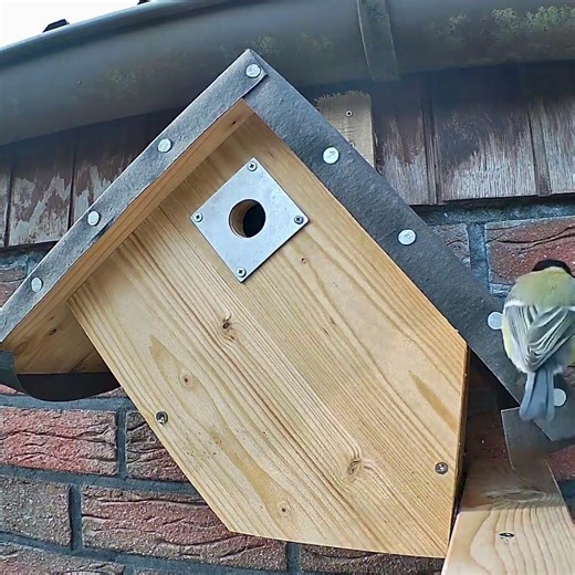 Eine #kohlmeise an unserem #nistkasten - #greattit at #nestingbox #nature