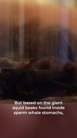 How Giant Squid Became One Of The Ocean’s Most Abundant Hidden Predators