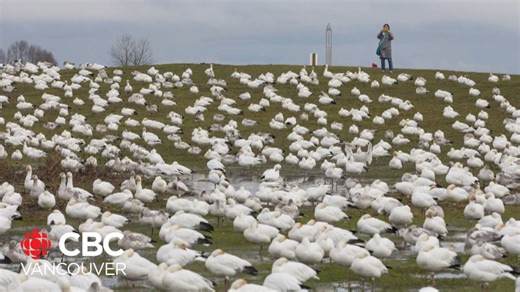 B.C. Health officials investigate possible first human case of H5N1 Avian Flu in Canada