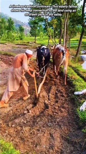 An Elderly Farmer Still Plow Fields with Oxen.