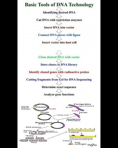Basic Tools of DNA Technology #geneticteacher