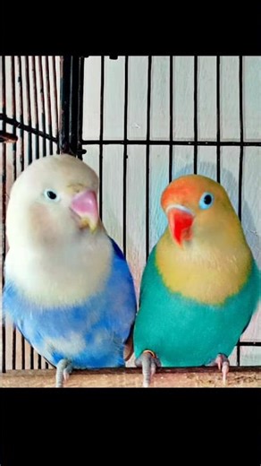 parblue opline/dun fellow X blue opline/dunfellow#birds #lovebird #parblueopaline