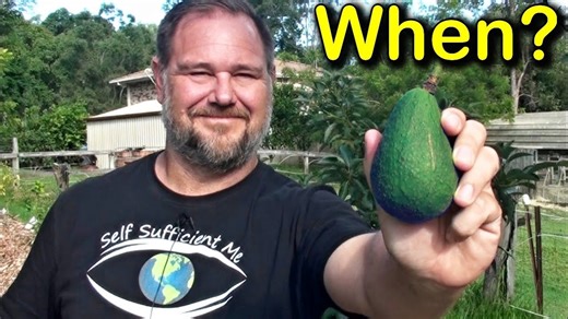 How to tell when avocados are ready to pick: Mark's top harvest tips!