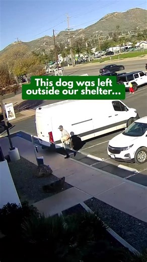 Animal Friends of the Valleys on Instagram: "This dog was left tied outside our shelter on her birthday. Alone. Scared. Unsure of what would come next. But that’s not where her story ended. She found a loving home with an adopter who was ready to spoil her, cherish her, and give her the quiet, gentle life she deserves. Stories like this remind us why adoption matters — and why compassion always matters more. Thank you to everyone who chooses to open their heart to a shelter pet. 🤍 📍 Animal Fri