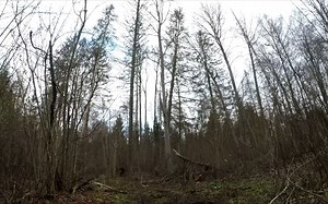 Hauling, Cutting & Splitting Firewood & Log Splitter MOD