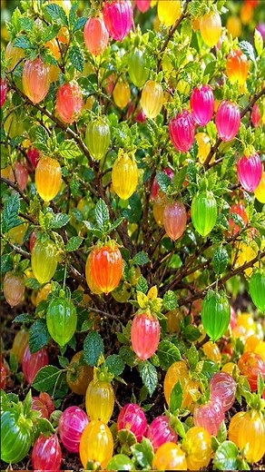 Easy and fast techniques for growing and propagating Golden Berry fruit trees #garden #plant #grafts