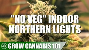 Grow Cannabis 101: Skipping The Vegetative Stage Northern Lights Indoor Grow
